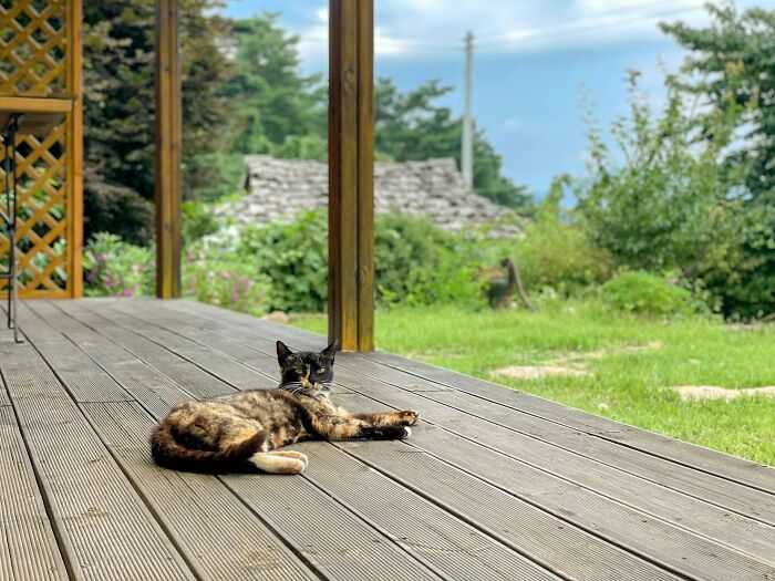 Cat lying on a wooden porch surrounded by greenery in a peaceful outdoor setting with police nonsense theme.