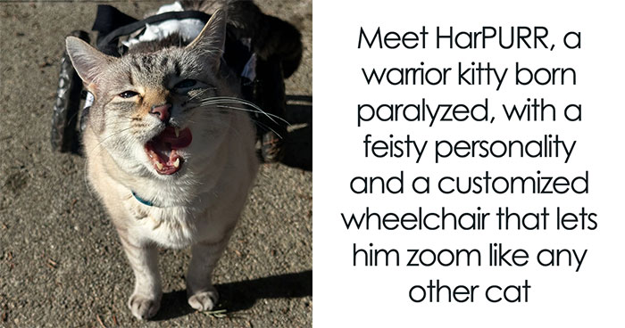 Paralyzed Rescue Cat Defies The Odds, And Thanks To A Wheelchair, Zooms Around Like A Pro