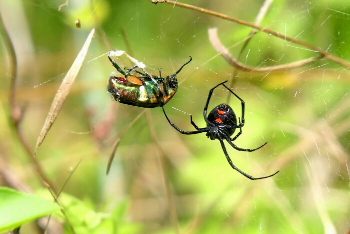 Black widow spider in web with prey caught, illustrating creepy encounters during abandoned explorers escapades.