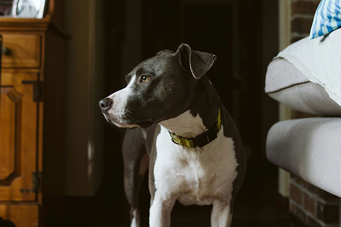 A black and white dog inside a home, looking alert, illustrating the surreal feelings experienced during psychosis.