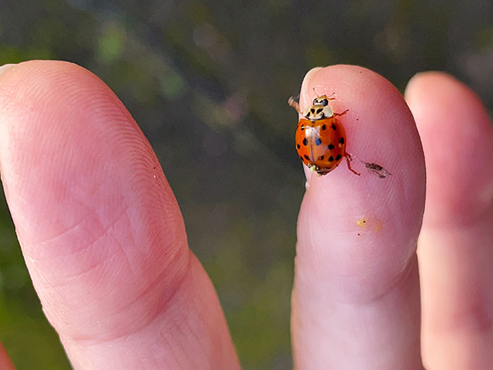 Close-up of a ladybug on a finger with blurred background, illustrating experiences related to psychosis and perceptions.