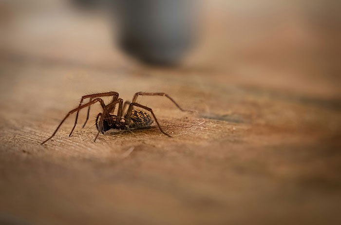 Close-up of a spider on a wooden surface symbolizing terrifying visions experienced during psychosis episodes.