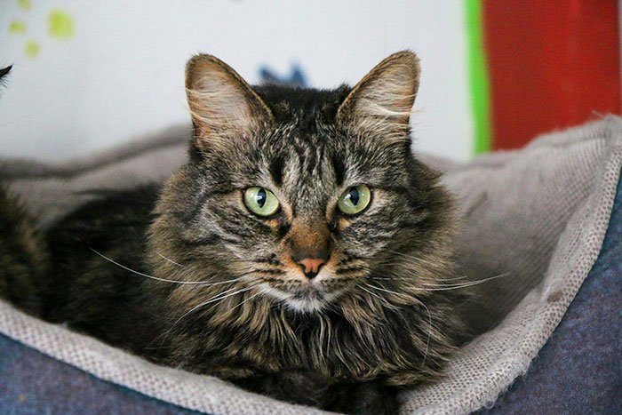 Close-up of a fluffy tabby cat with green eyes resting on a soft gray bed, capturing a calm and curious expression.