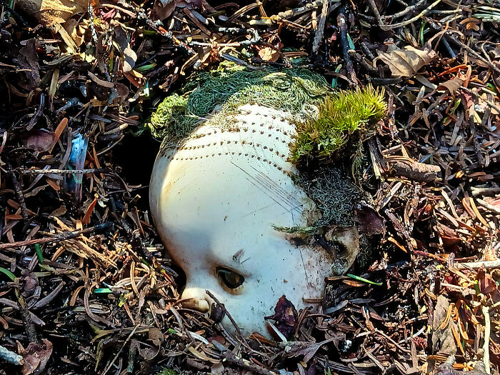Partially buried old doll head with moss growing on it, one of the strange things people found in their walls or other places.