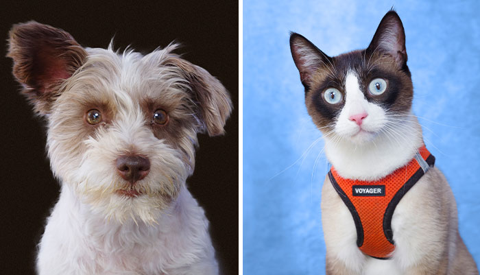 I Take Pictures Of Pets Capturing Their Personality And Character (20 Pics)