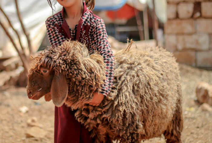 Child embracing a large woolly sheep outdoors, illustrating themes of family and worst parents stories.