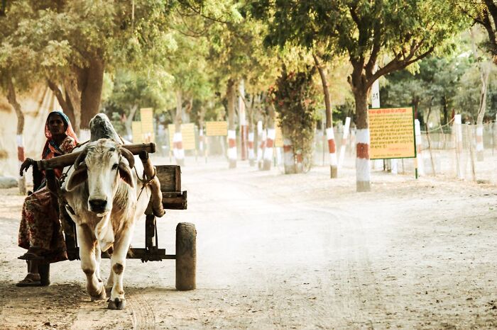 Woman riding a bullock cart on a dusty road surrounded by trees, illustrating travel destinations to avoid shared by tourists