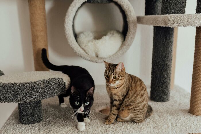 Two cats on a multi-level cat tree, illustrating uncommon hacks women living alone use for companionship and home comfort.