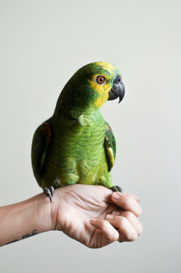 Green parrot perched on a hand, symbolizing unexpected moments after hooking up with a friend's parent.
