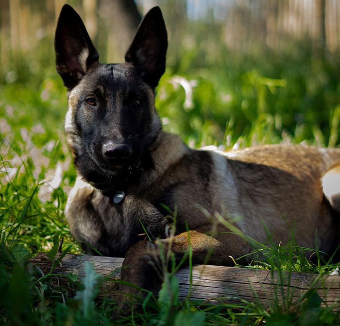 Man Wants Pool Party Host To Lock Up Their Dogs As His Son Is Afraid, Host Gets Annoyed With Him