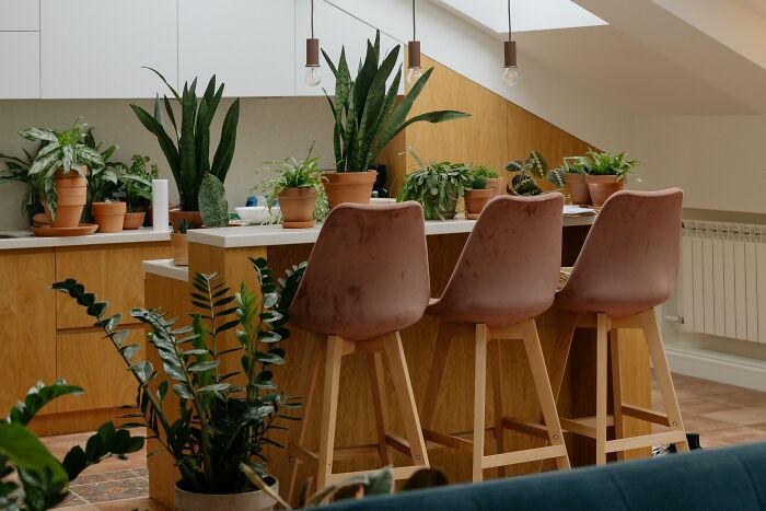 Modern kitchen with multiple green plants and three pink velvet bar stools showcasing uncommon hacks for women living alone