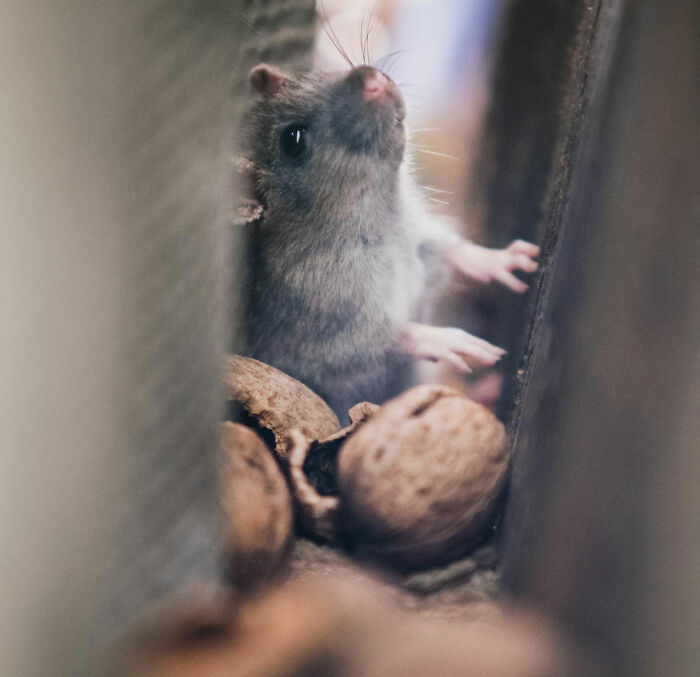 Close-up of a rat among walnuts illustrating an insane hospital experience that seems straight out of a medical drama.