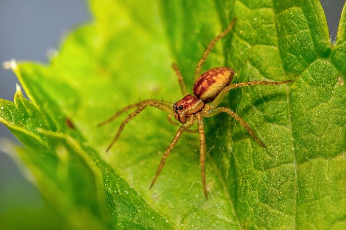 Close-up of a brown spider on a bright green leaf, evoking scary and unsettling moments from Wikipedia articles.