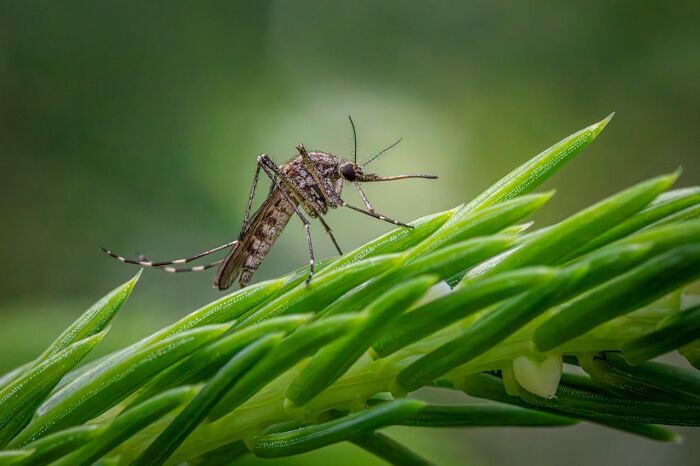 Mosquito perched on green plant leaves, illustrating a moment where police got dragged into utter nonsense situations.