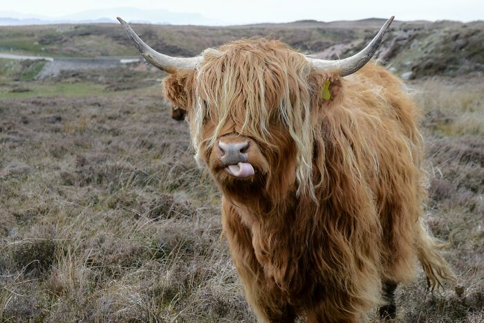 Highland cow in a grassy field illustrating common misconceptions about European netizens and their countries.