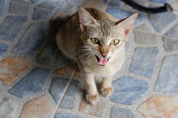 Cat with mouth open sitting on tiled floor, illustrating wildest things women let their exes get away with.