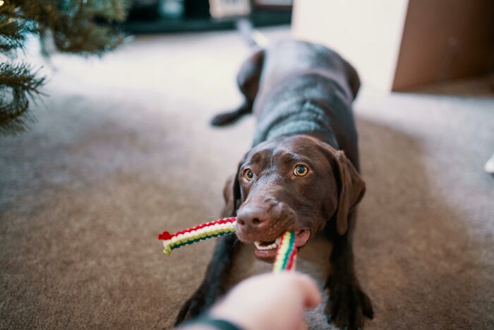 Chocolate Labrador playfully engaging in a tiny gesture, charming people with a colorful rope toy indoors.