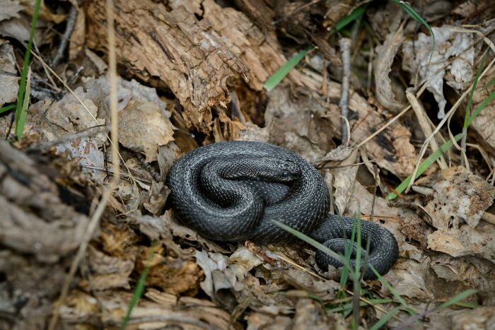 A small British snake coiled on dry leaves and twigs, representing wildlife in the UK environment.