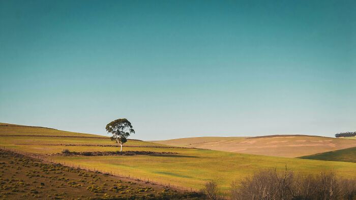 Open rural landscape with a single tree under clear sky.
