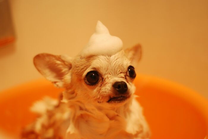 Small dog covered in soap foam during bath time, illustrating dark truths about human behavior and reactions.