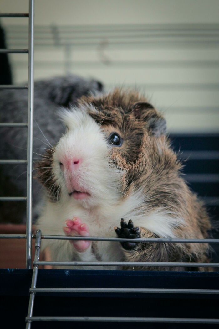 Deportation Crisis Leaves Guinea Pigs In Desperate Need Of Rescue
