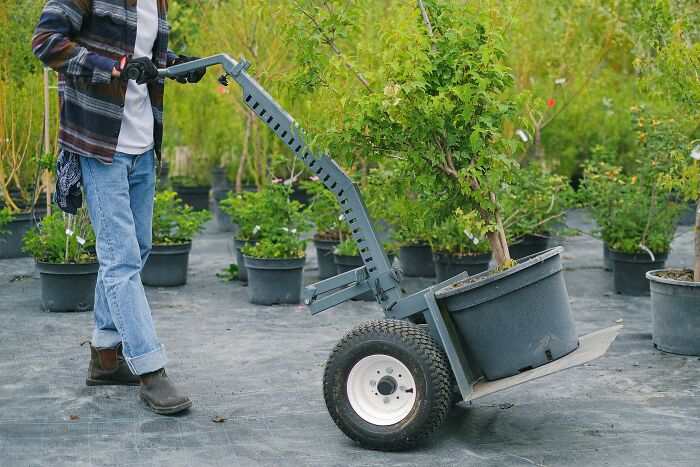 Person moving a large potted tree with a hand truck, illustrating hidden costs of buying a home like landscaping expenses.