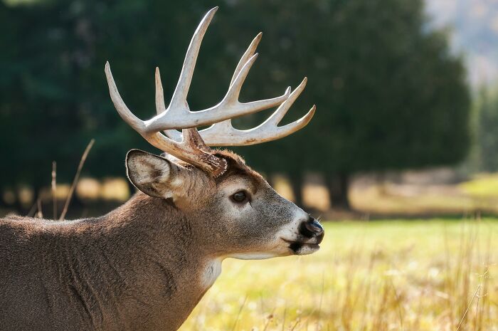 Close-up of a deer in a field with soft sunlight, illustrating nature encountered during abandoned explorers creepy escapades.