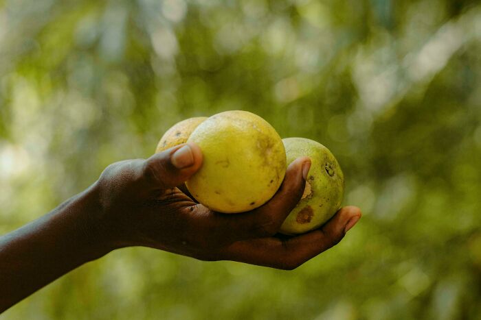 Hand holding three green fruits outdoors, showcasing tiny gestures that instantly charmed people's hearts.