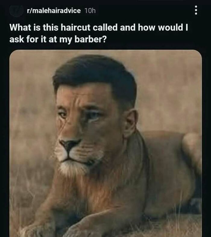 Image showing a lion with a human hairstyle, illustrating a humorous post from a collection of people sharing things that made them go hmmm.