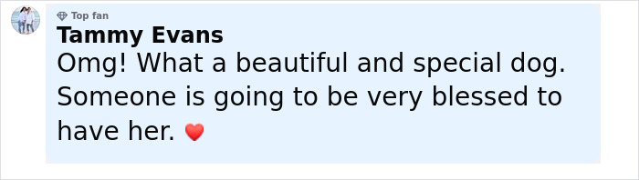 Comment praising a shelter dog for its special nature, expressing admiration and mentioning how blessed someone will be. Comment praising a shelter dog for its special nature, expressing admiration and mentioning how blessed someone will be.