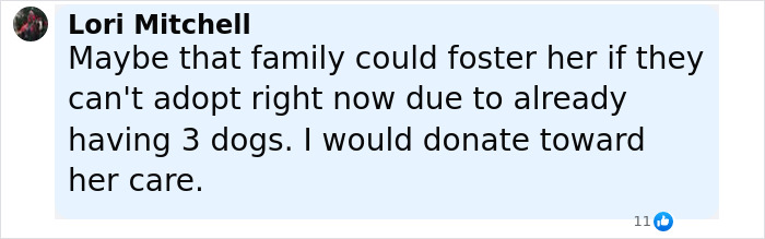 Comment from Lori Mitchell suggesting fostering a shelter dog to help with care and adoption challenges. Comment from Lori Mitchell suggesting fostering a shelter dog to help with care and adoption challenges.