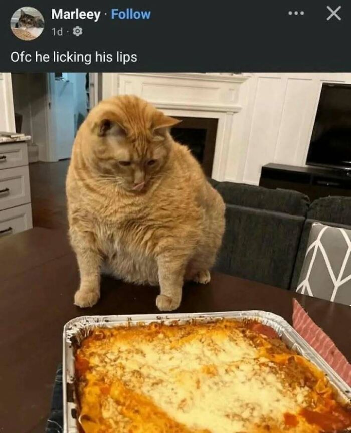 Large orange cat staring at a cheesy baked pasta dish on a table, a curious moment that made people go hmmm.