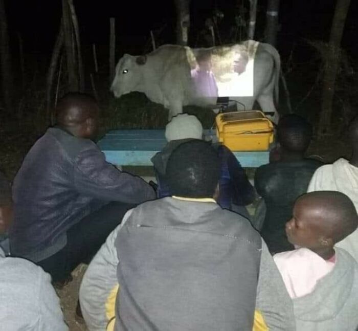 A group of people watching a movie projected onto a cow at night, a strange scene that made them go hmmm.