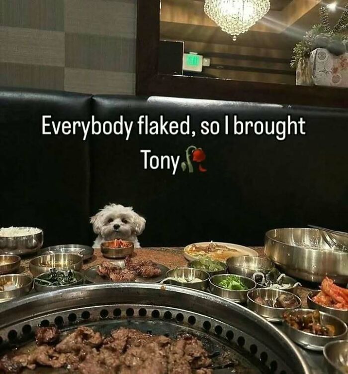 Small white dog sitting at a table full of Korean BBQ dishes, a funny moment that made people go hmmm and share.