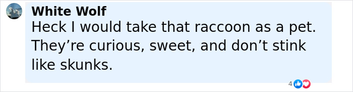 Baby Raccoon Rescued In The Most Wholesome Way After Getting Stranded On Doorstep In Heavy Rains Baby Raccoon Rescued In The Most Wholesome Way After Getting Stranded On Doorstep In Heavy Rains