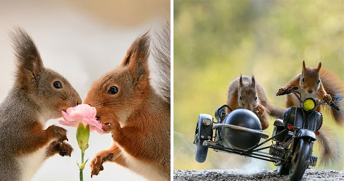 45 Pics Of Squirrels Interacting With Props And Engaging In Human-Like Activities By Geert Weggen (New Pics)