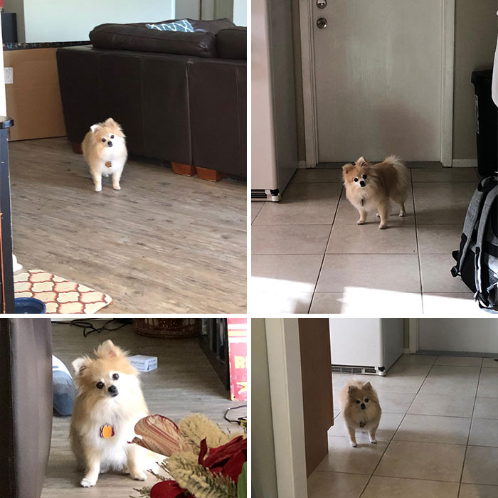 Mi perro no está acostumbrado a que esté en casa durante el día y simplemente me mira desde diferentes lugares