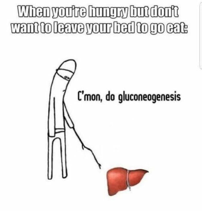Simple cartoon figure poking a liver with a stick, caption about hunger and gluconeogenesis in physics fun meme style