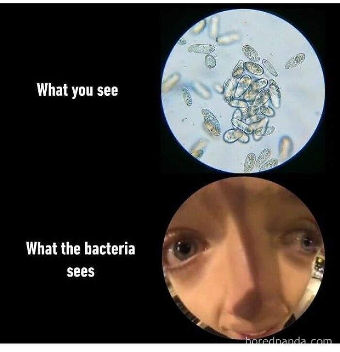 Microscopic view of bacteria compared to a distorted close-up of a human face, illustrating a witty physics meme concept.