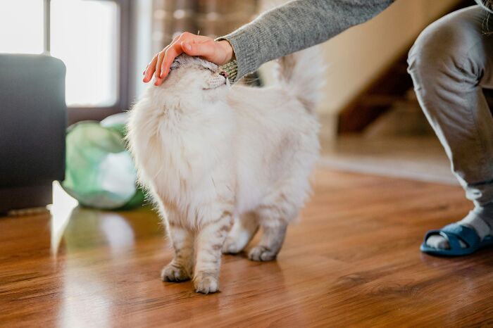 A person gently petting a fluffy cat indoors, illustrating completely legal total psychopath behavior with calm interaction.