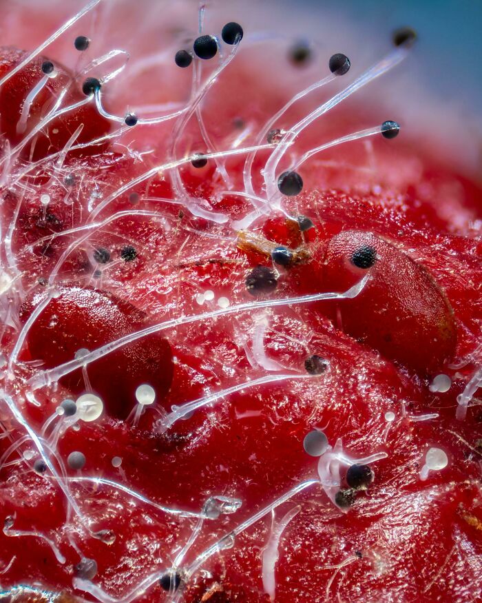 Close-up microscopic image showing detailed structures and textures of an ordinary red fruit surface with hair-like growths.
