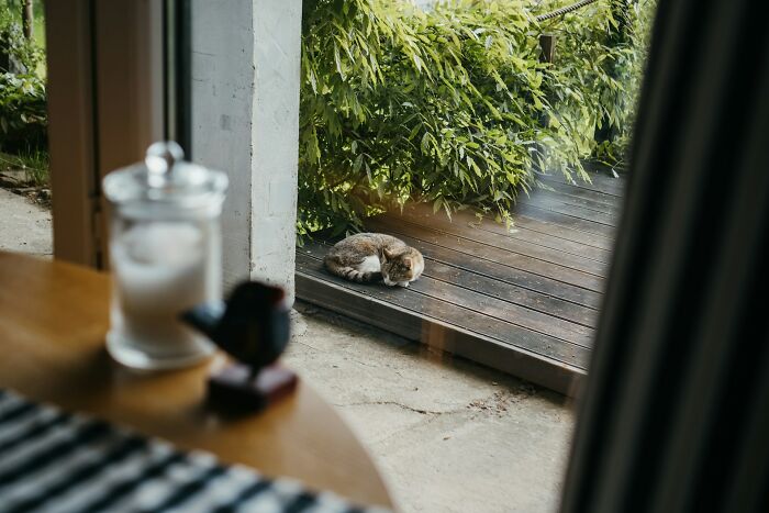 Cat resting on a wooden deck outside a window with greenery, illustrating people are such animals concept.