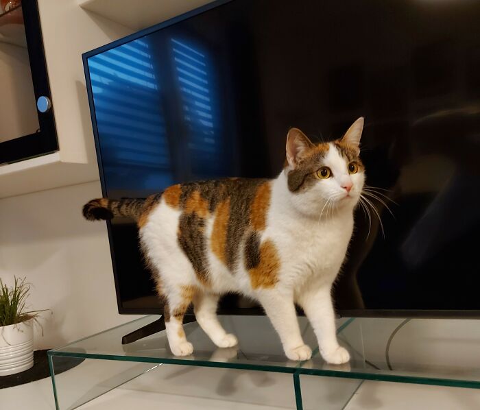 Calico cat standing on glass table in front of a large television, highlighting unusual nail habits.