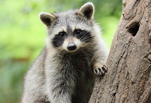 All About Raccoons: Facts, Behavior, And Habits