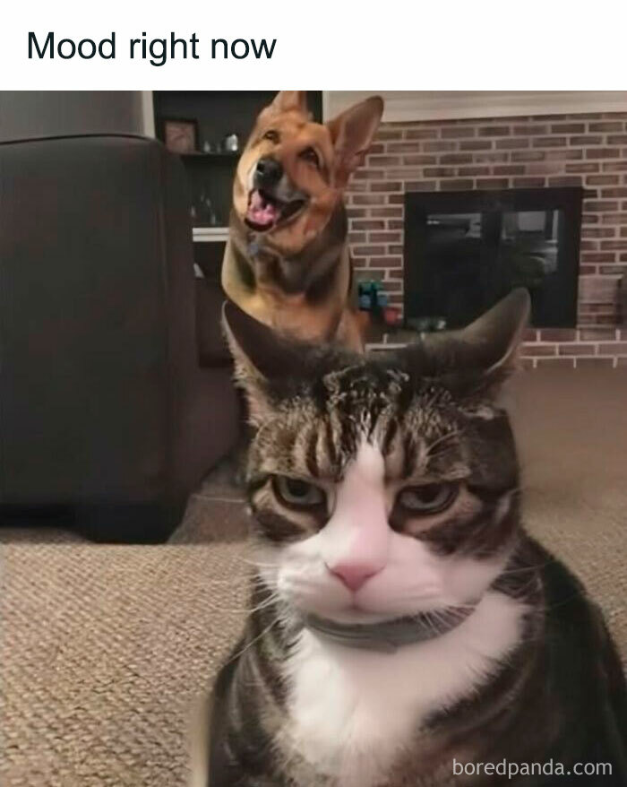 Grumpy cat and happy dog indoors showing contrasting moods in hilarious memes to help decompress life stress.