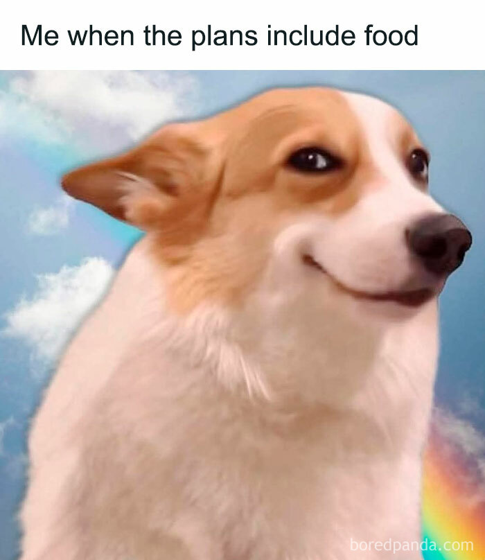 Smiling corgi meme with text about food plans, a funny image helping you decompress and relieve stress.