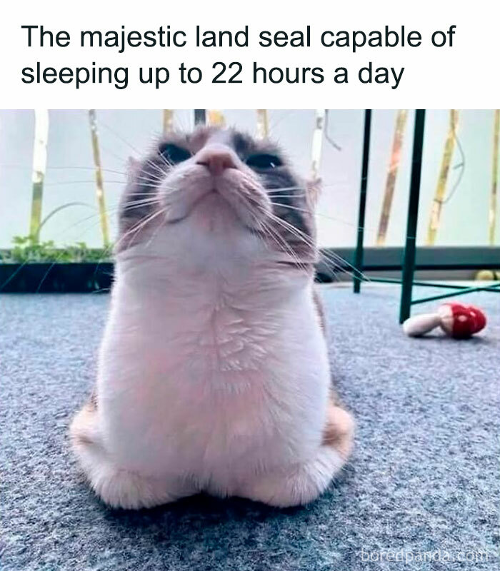 Cat sitting with paws tucked in, caption compares it to a land seal sleeping up to 22 hours – funny meme for decompressing.