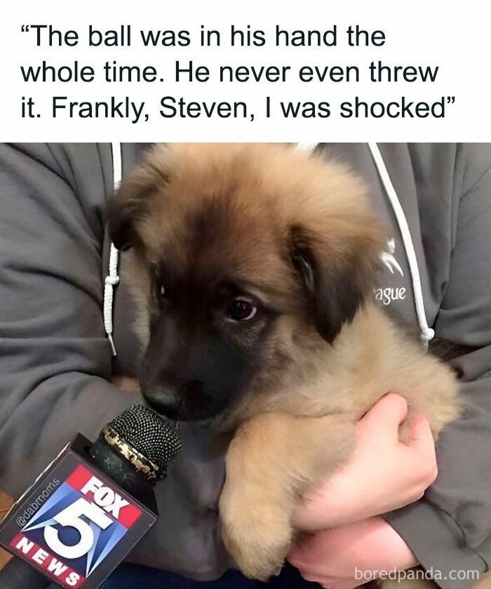 Cute puppy being interviewed with a Fox 5 News microphone in a funny meme to help you decompress with hilarious memes.