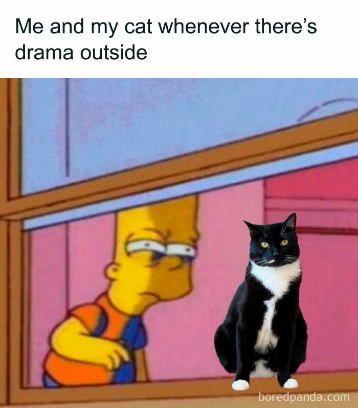 Bart Simpson and a black-and-white cat looking out the window, a meme for decompressing with hilarious memes.