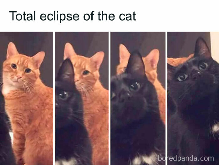 Two cats, one orange and one black, creating a playful visual eclipse, perfect for wholesome memes to send.